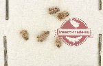 Bruchidae Scientific lot no. 35 (5 pcs)
