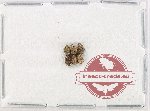 Bruchidae Scientific lot no. 34 (6 pcs)