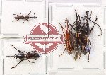 Scientific lot no. 150 Brenthidae (5 pcs)