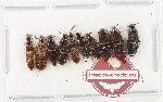 Scientific lot no. 165 Staphylinidae (10 pcs)