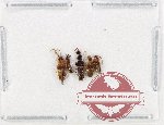 Scientific lot no. 167 Staphylinidae (5 pcs)