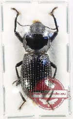 Tenebrionidae sp. 127 (A2)
