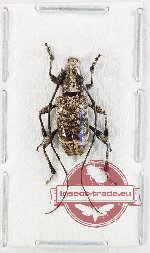 Meton granulicollis