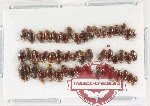 Scientific lot no. 208 Dytiscidae (50 pcs)