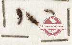 Scientific lot no. 156 Staphylinidae (3 pcs)
