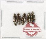 Helotidae Scientific lot no. 37 (5 pcs)