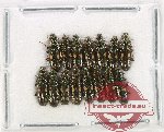 Helotidae Scientific lot no. 38 (15 pcs)