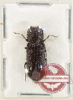 Bostrichidae Scientific lot no. 61 (1 pc)
