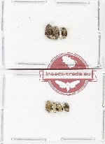 Bruchidae Scientific lot no. 40 (7 pcs)