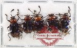 Scientific lot no. 105 Endomychidae (5 pcs)