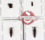 Scientific lot no. 36 Languridae (6 pcs)