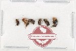 Scientific lot no. 80 Mordellidae (6 pcs)