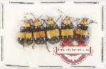 Scientific lot no. 584 Chrysomelidae (5 pcs)