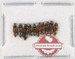 Scientific lot no. 231 Elateridae (10 pcs)