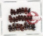 Scientific lot no. 927 Coprophaga (22 pcs)