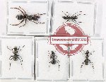 Scientific lot no. 42 Formicidae (5 pcs)