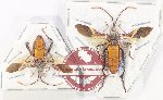 Scientific lot no. 1394 Heteroptera (2 pcs)