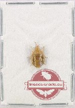 Scientific lot no. 1396 Heteroptera (1 pc)