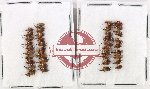 Scientific lot no. 955 Curculionidae (40 pcs)