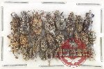 Scientific lot no. 946 Curculionidae (25 pcs)