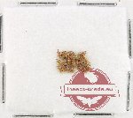 Scientific lot no. 982 Curculionidae (20 pcs)