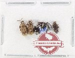 Scientific lot no. 999 Curculionidae (5 pcs)