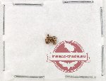 Scientific lot no. 935 Curculionidae (2 pcs)