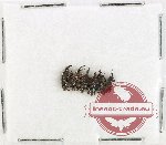 Scientific lot no. 981 Curculionidae (6 pcs)