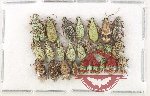 Scientific lot no. 947 Curculionidae (22 pcs)