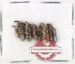 Scientific lot no. 960 Curculionidae (5 pcs)