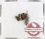 Scientific lot no. 959 Curculionidae (4 pcs)