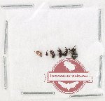 Scientific lot no. 941 Curculionidae (6 pcs)