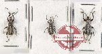 Scientific lot no. 936 Curculionidae (3 pcs A2)