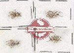 Scientific lot no. 938 Curculionidae (4 pcs)