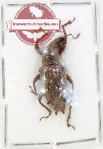 Curculionidae sp. 5AB