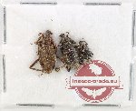 Scientific lot no. 934 Curculionidae (3 pcs)