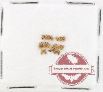Scientific lot no. 958 Curculionidae (20 pcs)
