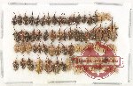 Scientific lot no. 963 Curculionidae (86 pcs)
