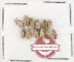 Scientific lot no. 933 Curculionidae (12 pcs)