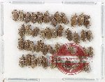 Scientific lot no. 901 Curculionidae (46 pcs)