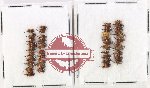 Scientific lot no. 956 Curculionidae (40 pcs)