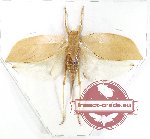 Tettidoniidae sp. 25 (A-)