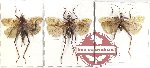 Scientific lot no. 61A Orthoptera (3 pcs A2)