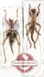 Scientific lot no. 61 Orthoptera (2 pcs A2)