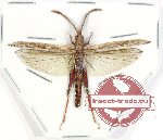 Orthoptera sp. 64