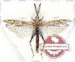 Orthoptera sp. 64 (A-)