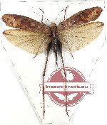 Tettigoniidae sp. 28 (A-)