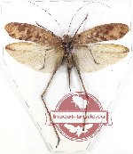 Tettigoniidae sp. 28 (A-2)
