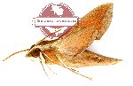 Hippotion rafflesi