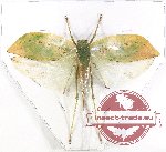Tettigoniidae sp. 24 (A-)
